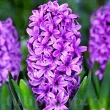 bulbi zambile purple star gradina ghiveci 110x110