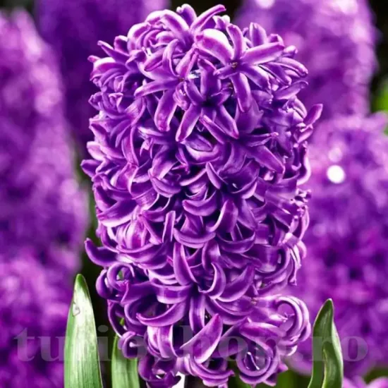 Bulbi Zambile Purple Star (Hyacinthus) bulbi zambile purple star mov violet parfumat