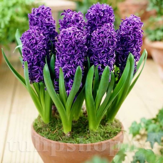 Bulbi Zambile Purple Star (Hyacinthus)