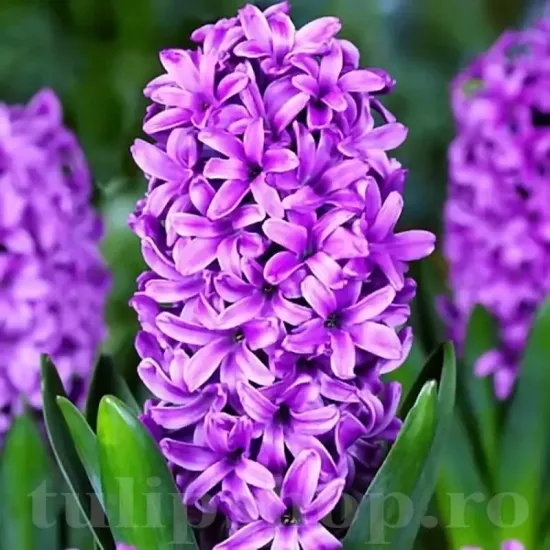 bulbi zambile purple star2