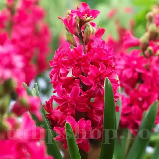 bulbi zambile red diamond