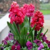 Bulbi Zambile Red Diamond (Hyacinthus)