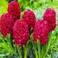 Bulbi Zambile Red Glory (Hyacinthus)
