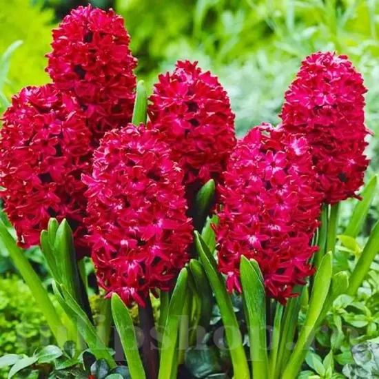 Bulbi Zambile Red Glory (Hyacinthus) bulbi zambile red glory gradina ghiveci