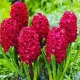 Bulbi Zambile Red Glory (Hyacinthus) bulbi zambile red glory gradina ghiveci