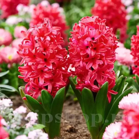 Bulbi Zambile Red Glory (Hyacinthus) bulbi zambile red glory rosu intens parfumat