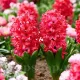 Bulbi Zambile Red Glory (Hyacinthus) bulbi zambile red glory rosu intens parfumat