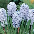 Bulbi Zambile Sky Jacket (Hyacinthus)
