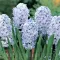 Bulbi Zambile Sky Jacket (Hyacinthus)