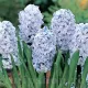 Bulbi Zambile Sky Jacket (Hyacinthus) bulbi zambile sky jacket albastru azuriu parfumat