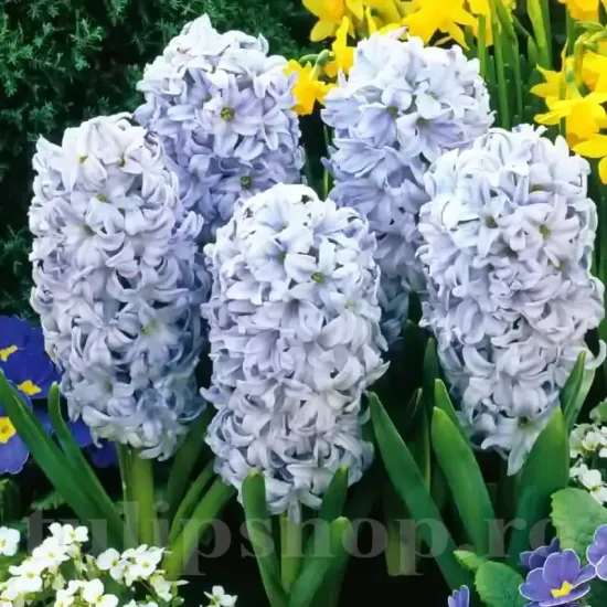 Bulbi Zambile Sky Jacket (Hyacinthus) bulbi zambile sky jacket gradina ghiveci
