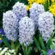 Bulbi Zambile Sky Jacket (Hyacinthus) bulbi zambile sky jacket gradina ghiveci