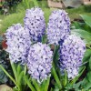 Bulbi Zambile Sky Jacket (Hyacinthus)