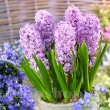 Bulbi Zambile Splendid Cornelia (Hyacinthus) bulbi zambile splendid cornelia mov lavanda 110x110