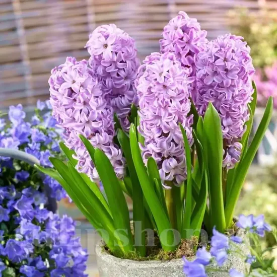 Bulbi Zambile Splendid Cornelia (Hyacinthus) bulbi zambile splendid cornelia mov lavanda