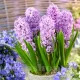Bulbi Zambile Splendid Cornelia (Hyacinthus) bulbi zambile splendid cornelia mov lavanda