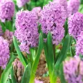 Bulbi Zambile Splendid Cornelia (Hyacinthus)