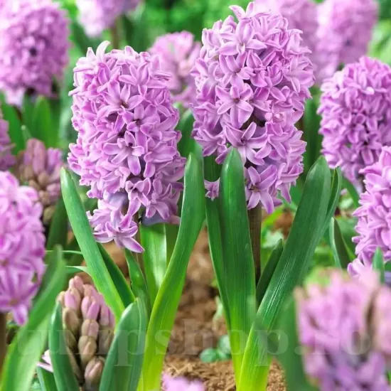 Bulbi Zambile Splendid Cornelia (Hyacinthus) bulbi zambile splendid cornelia plantare toamna