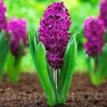Bulbi Zambile Woodstock (Hyacinthus)