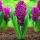 Bulbi Zambile Woodstock (Hyacinthus) bulbi zambile woodstock gradina ghiveci