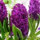 Bulbi Zambile Woodstock (Hyacinthus) bulbi zambile woodstock rosu bordeaux parfumat