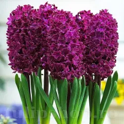 Bulbi Zambile Woodstock (Hyacinthus)