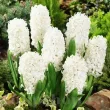hyacinthus orientalis carnegie plantare toamna 110x110