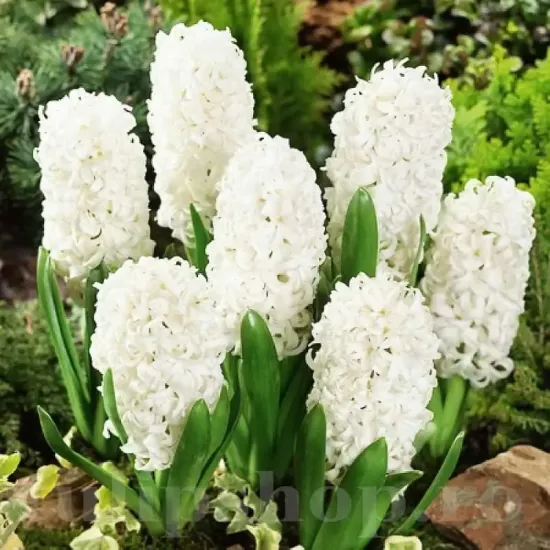 Bulbi Zambile Carnegie (Hyacinthus) hyacinthus orientalis carnegie plantare toamna