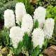 Bulbi Zambile Carnegie (Hyacinthus) hyacinthus orientalis carnegie plantare toamna