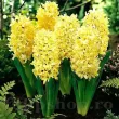 hyacinthus orientalis city of haarlem parfumat 110x110