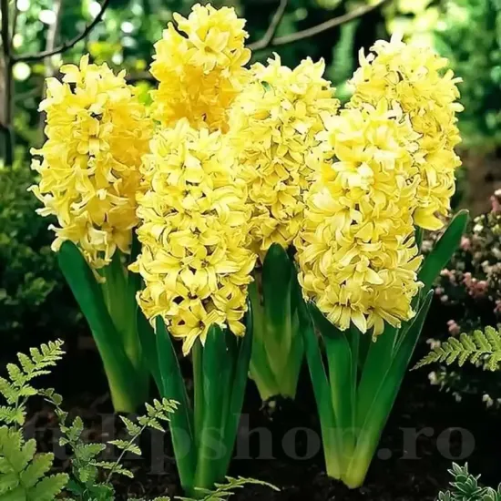 hyacinthus orientalis city of haarlem parfumat