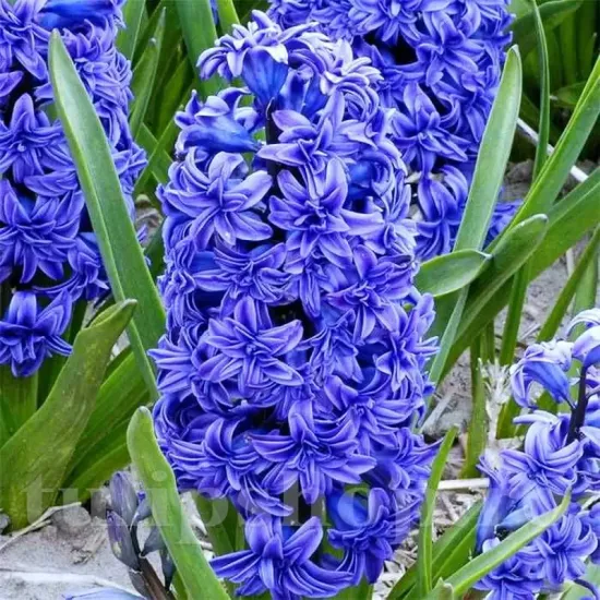 Bulbi Zambile Crystal Palace (Hyacinthus) hyacinthus orientalis crystal palace dubla parfumata