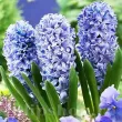 hyacinthus orientalis delft blue parfumat 110x110