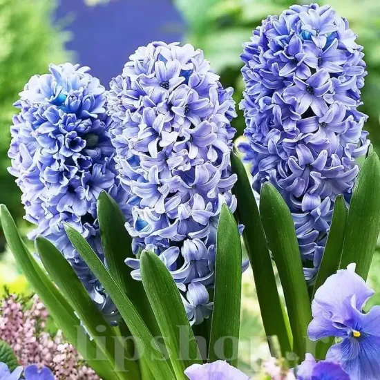 hyacinthus orientalis delft blue parfumat