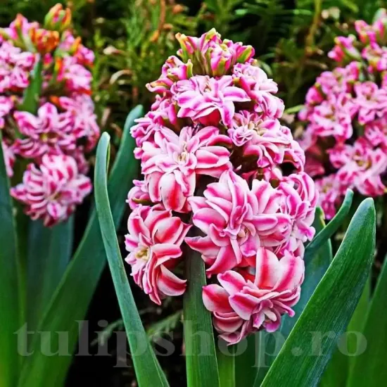 hyacinthus orientalis eros dubla roz intens