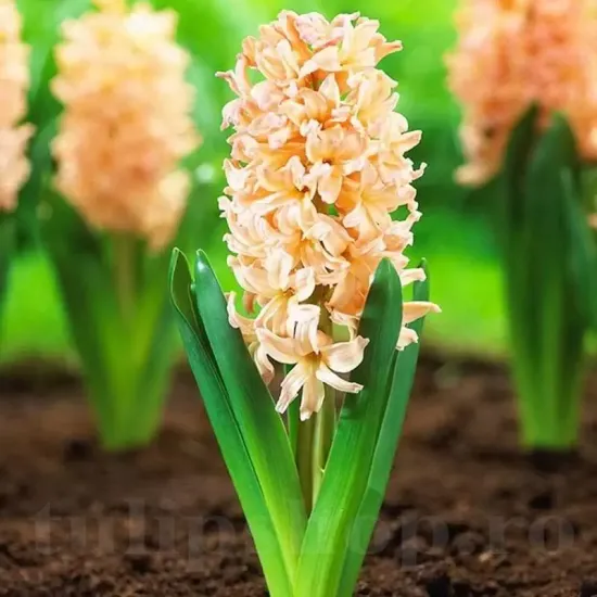Bulbi Zambile Gipsy Queen (Hyacinthus) hyacinthus orientalis gipsy queen parfumat