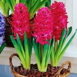 Bulbi Zambile Jan Boss (Hyacinthus)
