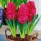 Bulbi Zambile Jan Boss (Hyacinthus)