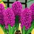 hyacinthus orientalis miss saigon plantare toamna 110x110