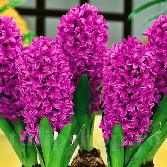 Bulbi Zambile Miss Saigon (Hyacinthus) hyacinthus orientalis miss saigon plantare toamna