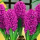 Bulbi Zambile Miss Saigon (Hyacinthus) hyacinthus orientalis miss saigon plantare toamna