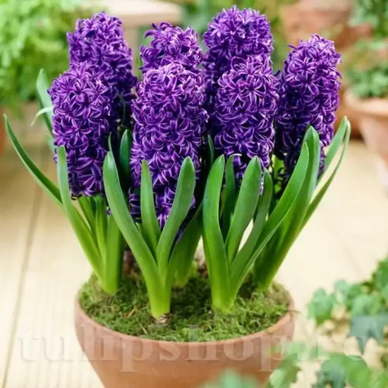 Bulbi Zambile Purple Star (Hyacinthus) hyacinthus orientalis purple star plantare toamna