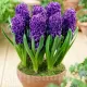 Bulbi Zambile Purple Star (Hyacinthus) hyacinthus orientalis purple star plantare toamna