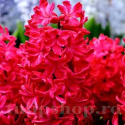 Bulbi Zambile Red Glory (Hyacinthus)