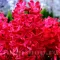 Bulbi Zambile Red Glory (Hyacinthus)
