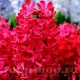 Bulbi Zambile Red Glory (Hyacinthus) hyacinthus orientalis red glory plantare toamna