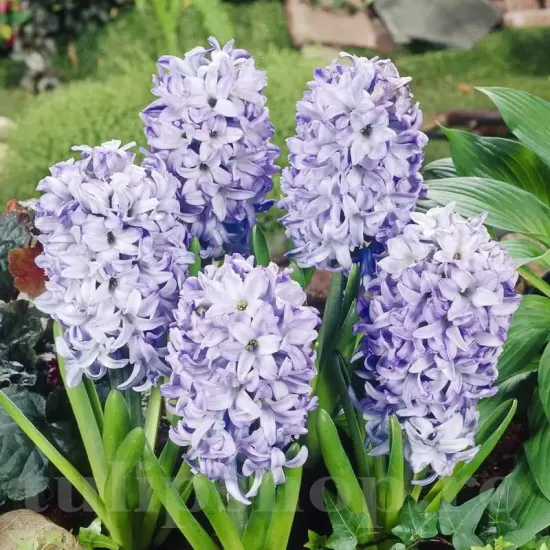 Bulbi Zambile Sky Jacket (Hyacinthus) hyacinthus orientalis sky jacket plantare toamna