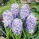 Bulbi Zambile Sky Jacket (Hyacinthus) hyacinthus orientalis sky jacket plantare toamna