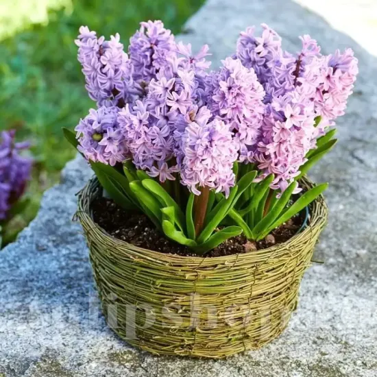 Bulbi Zambile Splendid Cornelia (Hyacinthus) hyacinthus orientalis splendid cornelia parfumat