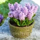 Bulbi Zambile Splendid Cornelia (Hyacinthus) hyacinthus orientalis splendid cornelia parfumat